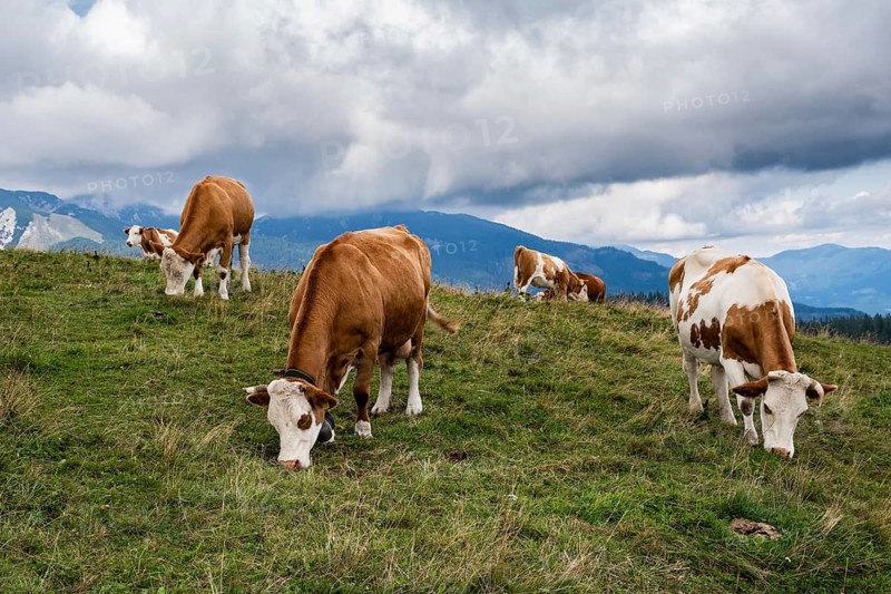 A group of brown and white cows grazes on a lush green mountain ridge with a dramatic, cloudy mountain range in the background in Slovenia