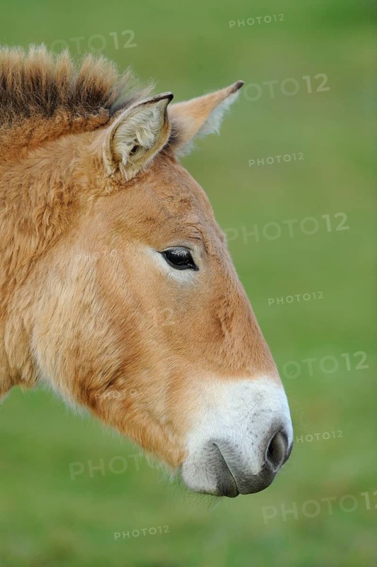Horse in profile with brown coat against a green background, Przewalski's horse (Equus ferus przewalskii), Bavarian Forest National Park