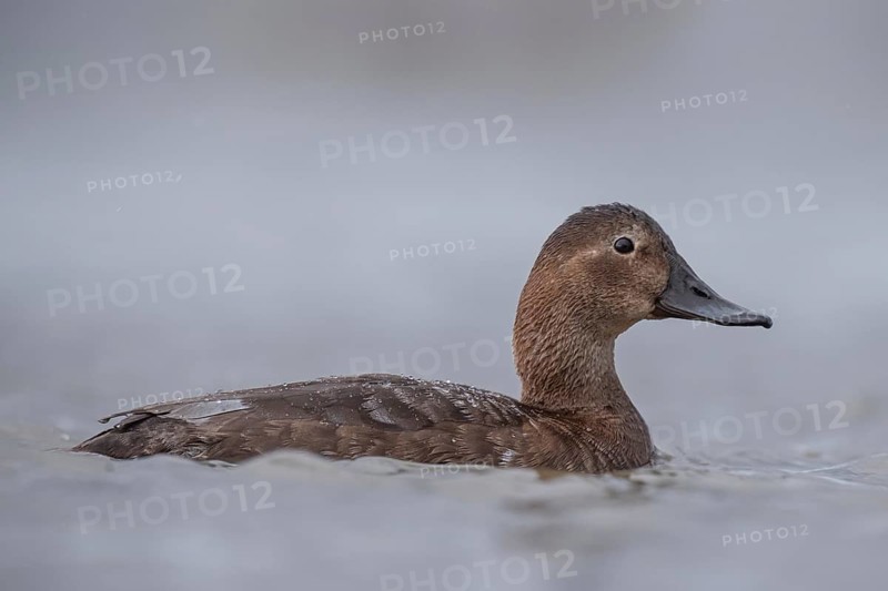Common Pochard (Aythya ferina) female, Schleswig-Holstein, Germany