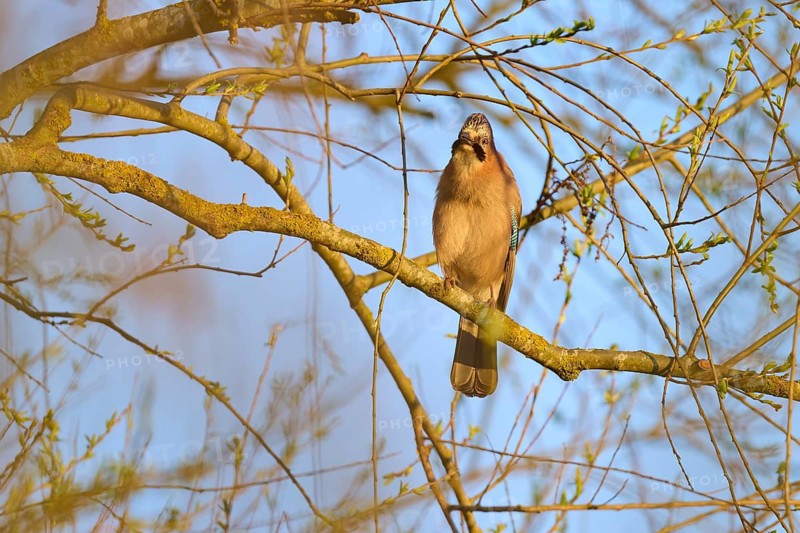 A jay sitting alone on a branch in natural light, jay (Garrulus glandarius), spring, bird island, Altmühlsee, Muhr am See, Gunzenhausen, Franconian Lake District, Bavaria, Germany