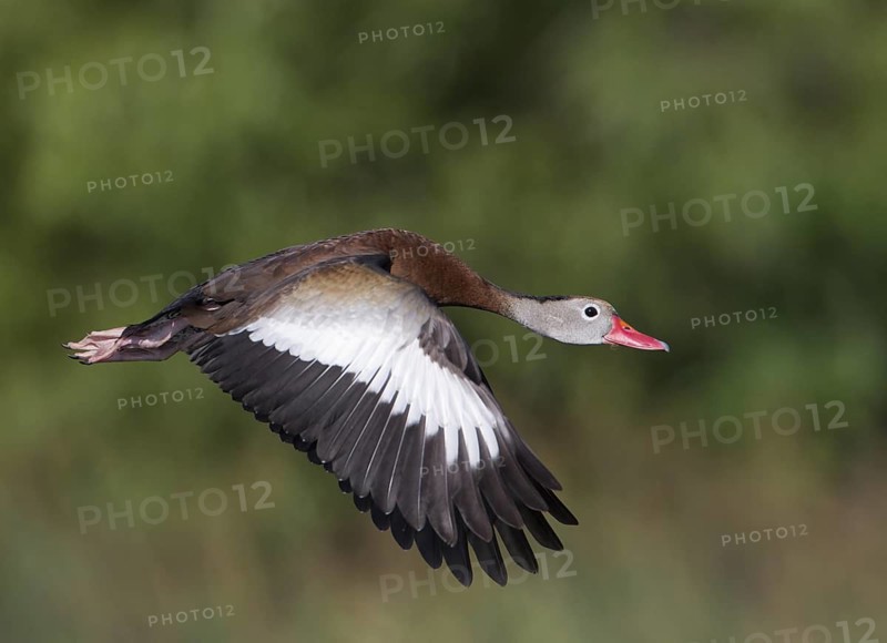 Black-bellied Whistling Duck (Dendrocygna autumnalis) flying, Florida, USA
