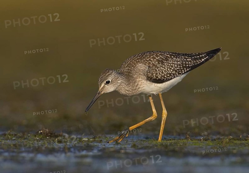 Lesser Yellowlegs (Tringa flavipes), Ohio, USA