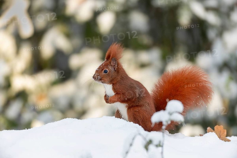 Squirrels (Sciurus vulgaris) are also active in winter when the snow cover is closed, as long as it is not too inhospitable, snow, cold, sweet, cute, December, Germany