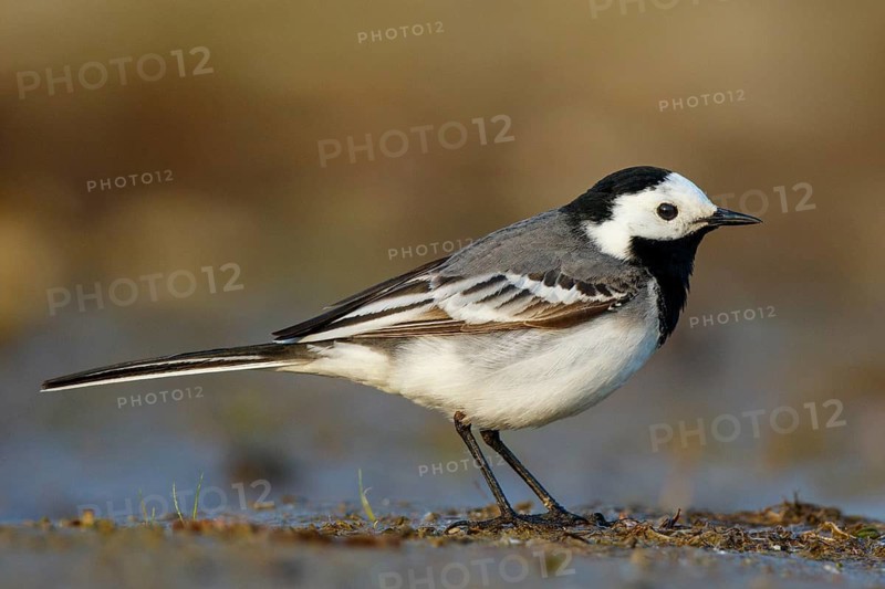 White Wagtail (Motacilla alba), North Rhine-Westphalia, Germany