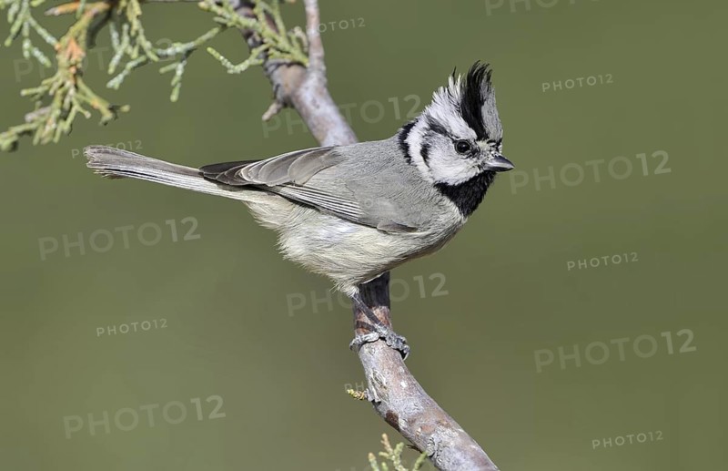 Bridled Titmouse (Baeolophus wollweberi), Arizona, USA