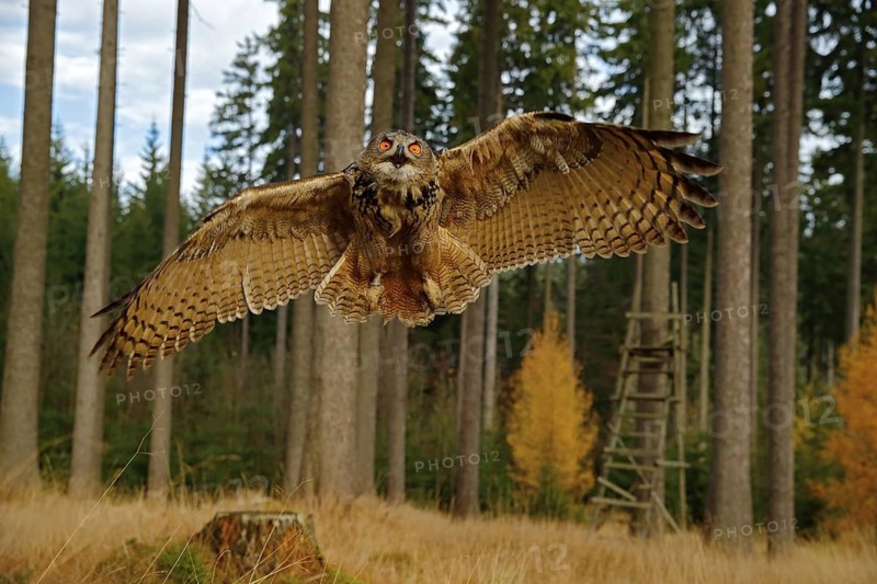 Owl in forest habitat, wide angle lens. Flying Eurasian Eagle Owl with open wings in the wood, Russia. Owl flight with open wings, action wildlife scene from nature