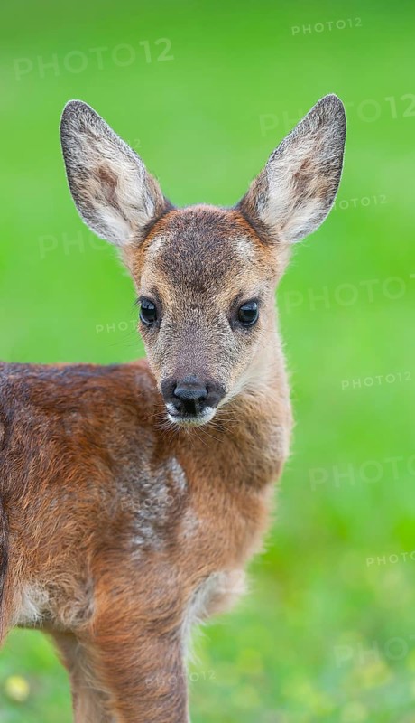 Roe deer (Capreolus capreolus), fawn standing in a meadow and looking attentively, Germany