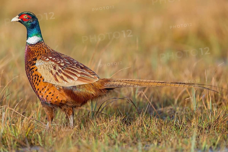 Pheasant, cock, male, (Phasianus colchicus), animals, birds, chicken family, centrapole, Kutno, Lodz, Poland