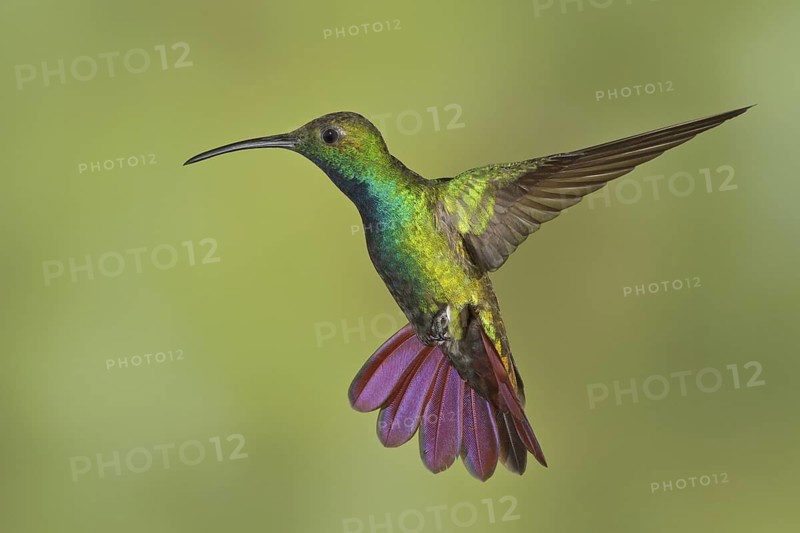 Green-breasted Mango (Anthracothorax prevostii) flying and feeding at a flower in Costa Rica