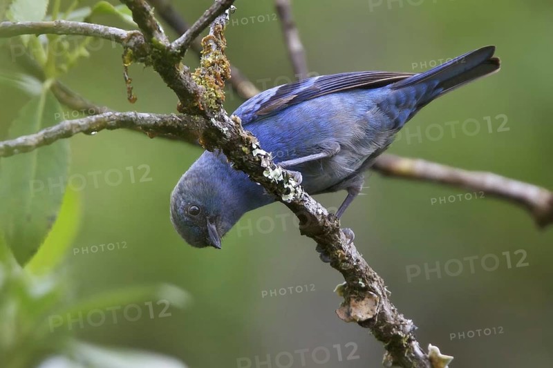 Blue-and-black Tanager (Tangara vassorii), Abra Patricia Protected Area, Peru