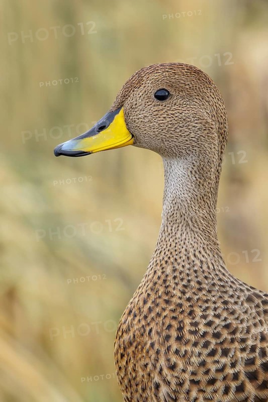 South Georgia Pintail (Anas georgica georgica) perched on tussock grass on South Georgia Island