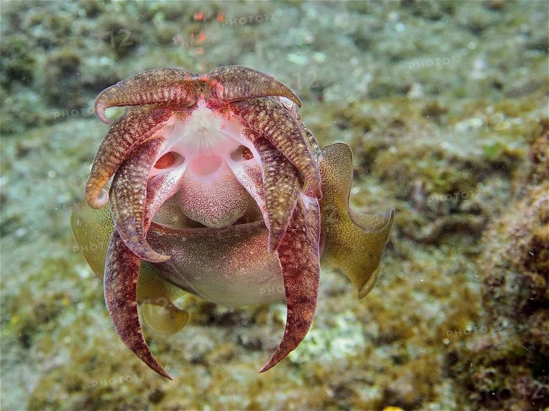 Common cuttlefish (Sepia officinalis)