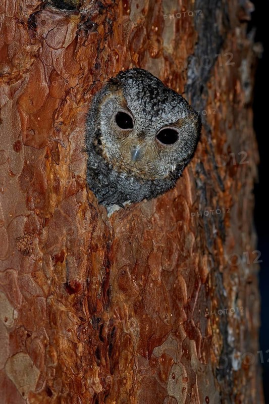 Flammulated Owl (Psiloscops flammeolus) perched on a branch in the interior of British Columbia, Canada