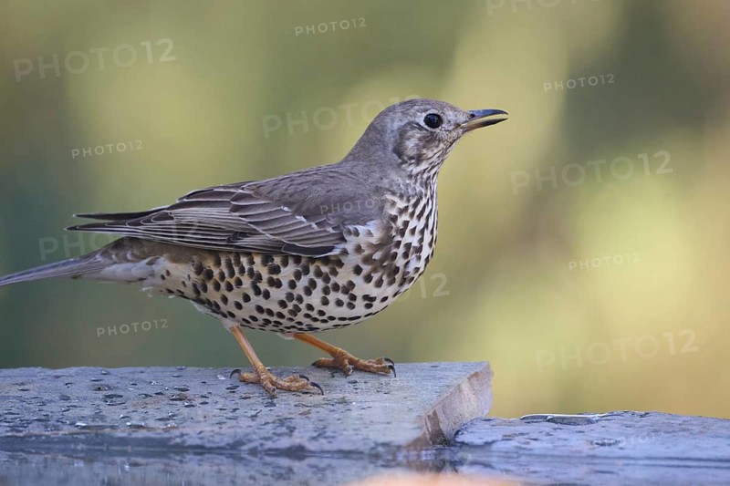 A brown-feathered mistle thrush, Turdus viscivorus, with a spotted chest sits on a wooden surface, against a blurred green background, illustrating a peaceful natural scene