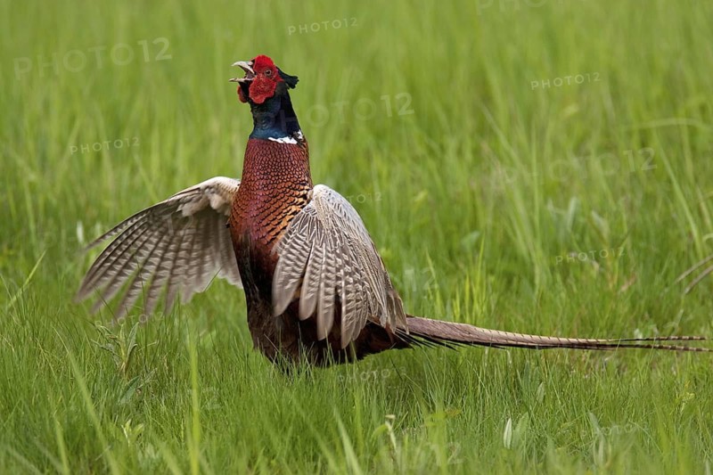 Common Pheasant (Phasianus colchicus) male calling, Lake Neusiedl, Austria