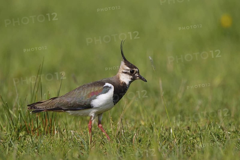 Northern Lapwing (Vanellus vanellus) male, North Rhine-Westphalia, Germany