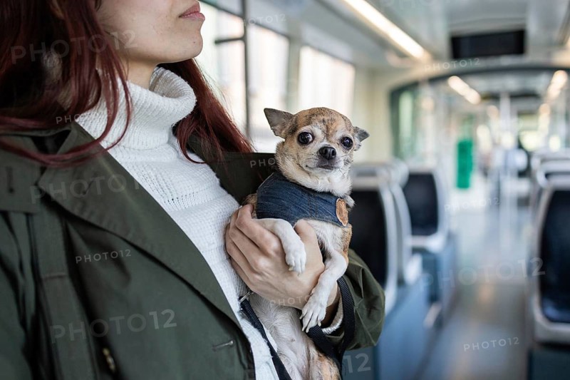 A woman holding a small chihuahua chihuahua while traveling on public transportation. The setting appears modern, with bright lighting and spacious seats