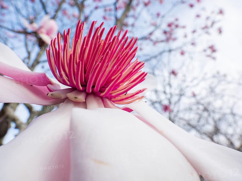 A vibrant close up shot of a blooming pink magnolia flower against a blurred background of blue sky and branches, showcasing delicate petals and intricate details
