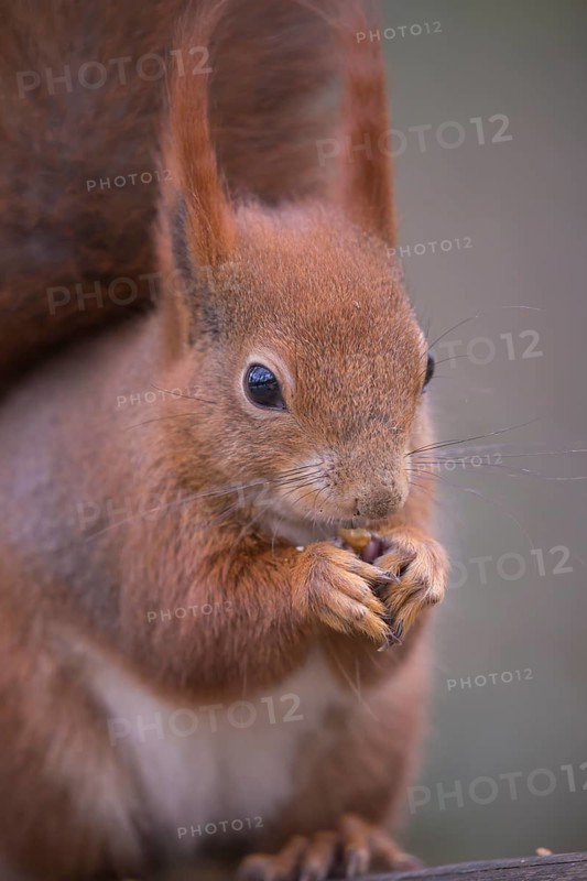 One Red squirrel or Eurasian red squirrel (Sciurus vulgaris) feeding on peanut. Trees in the background. Frontal portrait