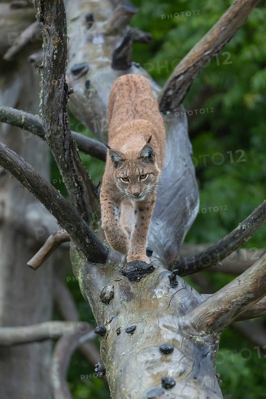One Eurasian lynx, (Lynx lynx), walking on fallen dead tree with a green natural background and autumnal leaves in the foreground