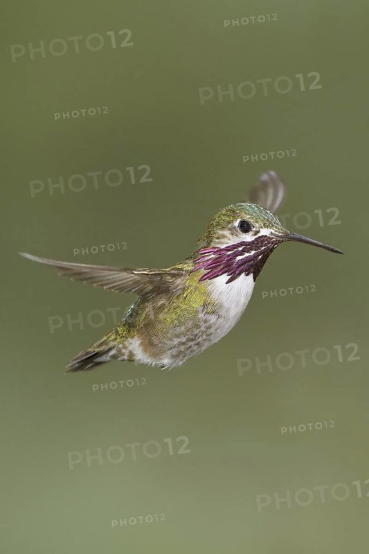 Calliope Hummingbird (Selasphorus calliope), British Columbia, Canada