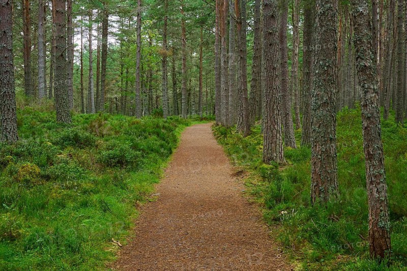 Straight path through green pine forest surrounded by vibrant moss, Loch Garden, Nethy Bridge, Scotland, United Kingdom, United Kingdom