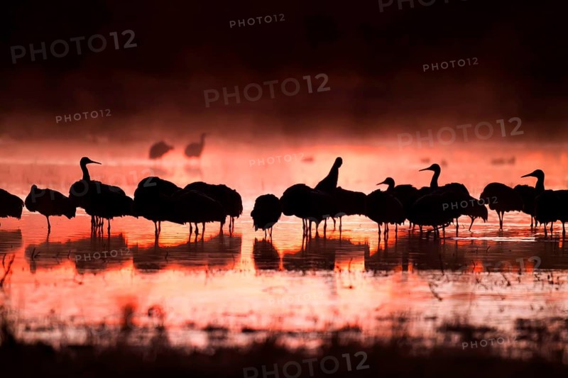 Sandhill Crane Grus canadensis Bosque del Apache National Wildlife Refuge, New Mexico, United States 15 December Group of birds standing against sunrise. Gruidae