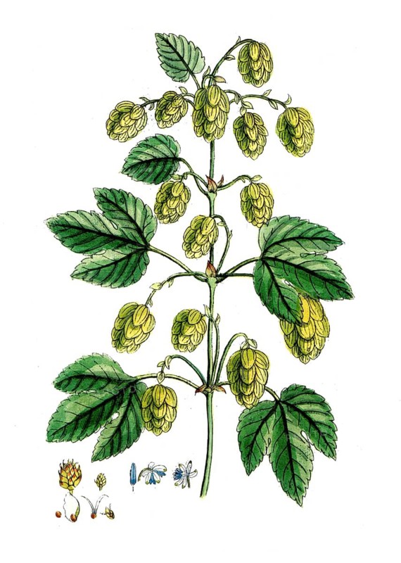 Humulus lupulus, common hop, digital reproduction of a historical original, between 1790 and 1810