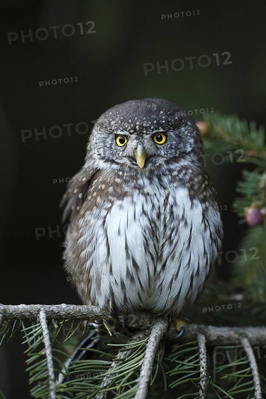 Eurasian Pygmy Owl (Glaucidium passerinum), Austria