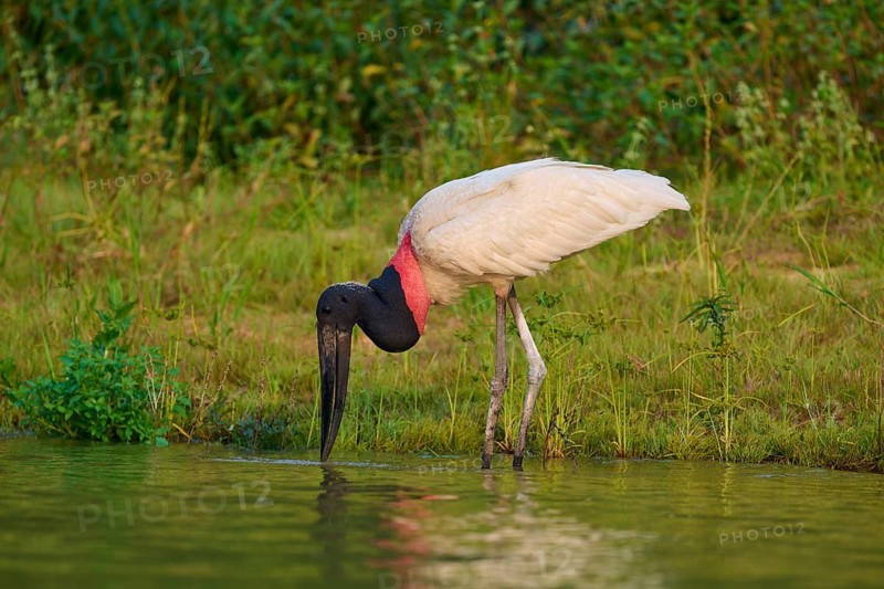 Jabiru dipping its beak into the water, presenting elegant contrast of black, white and red in green surroundings, Jabiru (Jabiru mycteria), Pantanal, Mato Grosso, Brazil