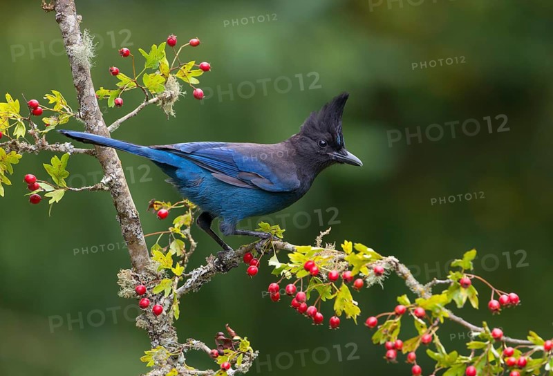 Steller's Jay (Cyanocitta stelleri) - Victoria BC, Canada