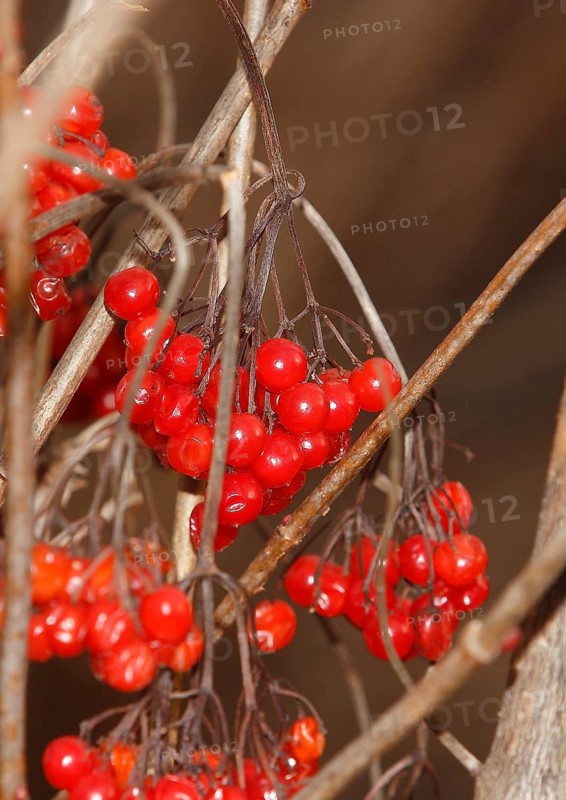 Fruits Guelder rose (Viburnum opulus), in winter, North Rhine-Westphalia, Germany