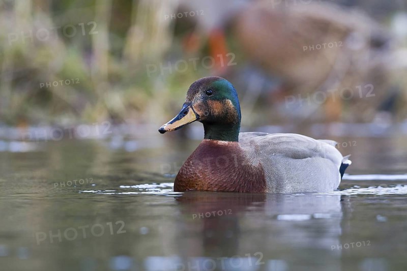 Hybrid: Gadwall x Mallard (Mareca strepera x Anas platyrhynchos) Bavaria, Germany