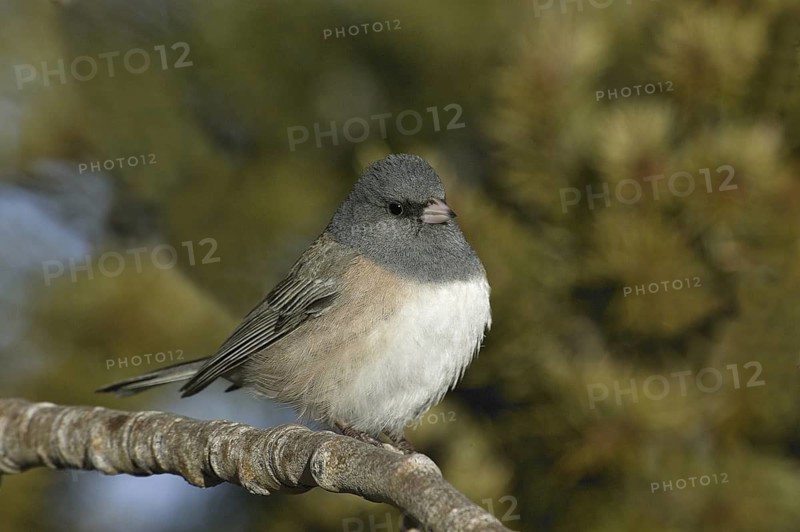 Oregon Junco (Junco hyemalis oreganus), New Mexico, USA