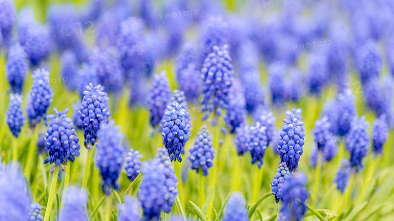 A lush field of purple grape hyacinths blooms vibrantly, creating a dreamy spring scene. The dense arrangement of flowers highlights their rich color and delicate structure