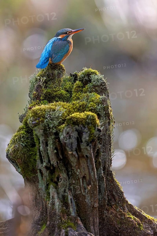 Kingfisher (Alcedo atthis) spring, hunting, catching fish, female on mossy root, dive, diving, underwater, surfacing, whitefish, hungry, foraging, fight for survival, diving, mating, habitat intact, Kiskunsag National Park, Hungary