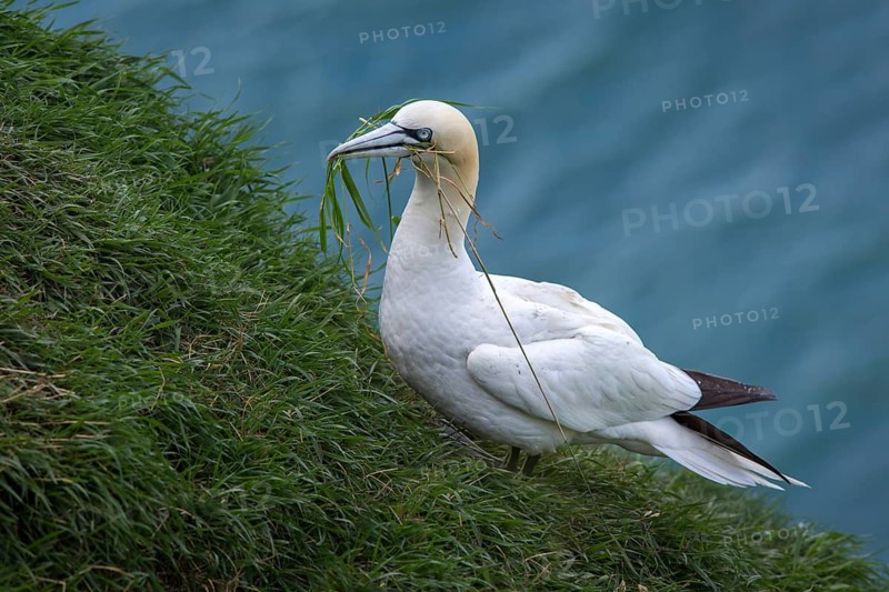 Northern Gannet (Morus bassanus), with nesting material in beak, Bempton Cliffs, United Kingdom