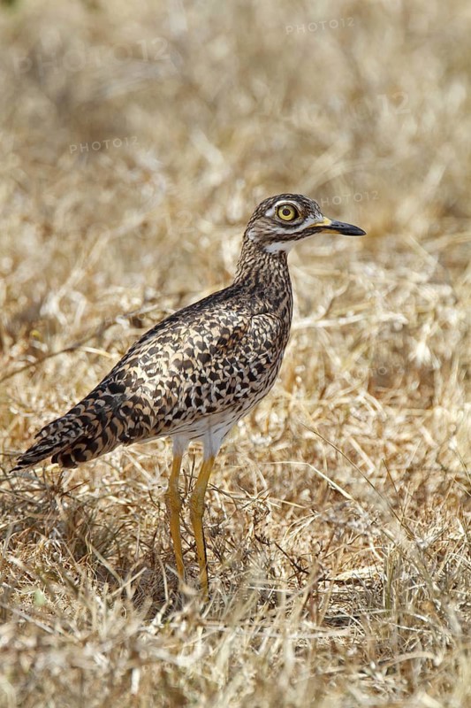 Spotted Thick- knee, Burhinus capensis