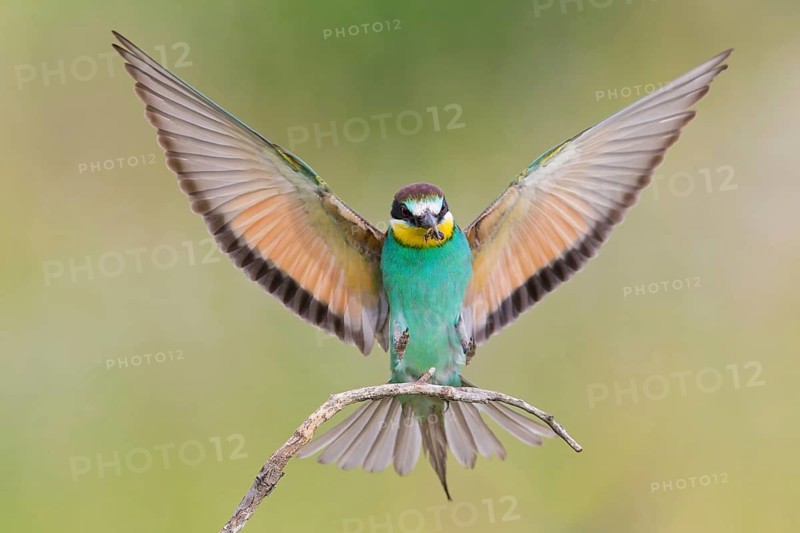 Bee-eater, (Merops apiaster), Animals, Birds, Raptor family, Perching station, Muselievo, Muselievo, Pleven, Bulgaria