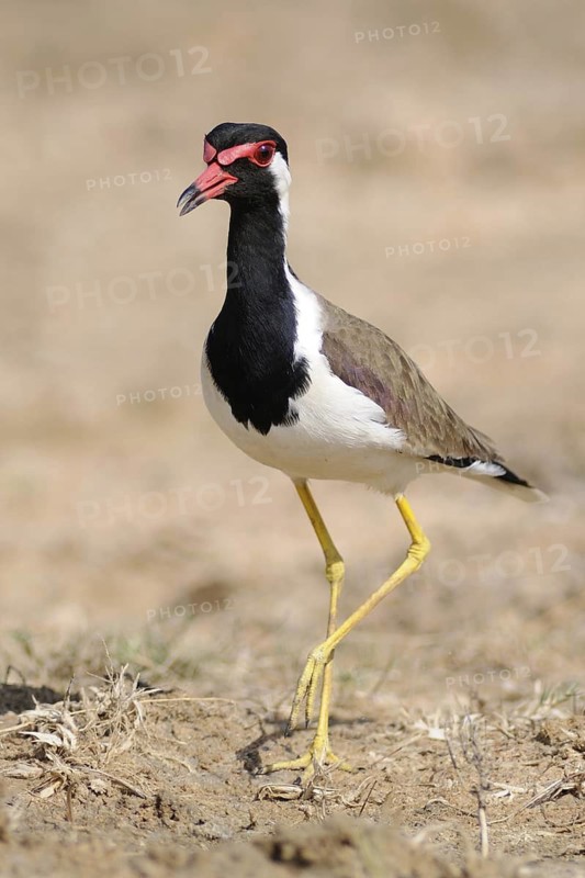Red-wattled Lapwing (Vanellus indicus), Sri Lanka