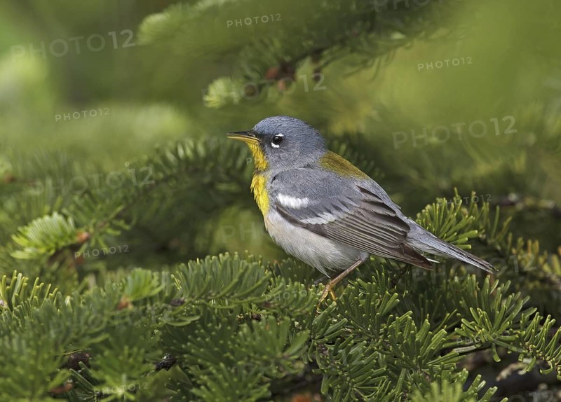Northern Parula (Setophaga americana), Maine, USA