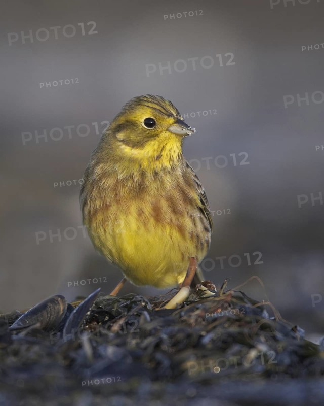 Yellowhammer (Emberiza citrinella), Mecklenburg-Western Pomerania, Germany