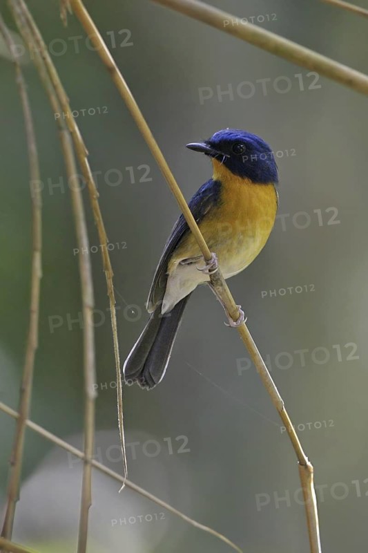 Hill Blue Flycatcher (Cyornis banyumas), Malaysia