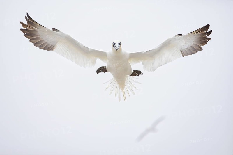 Northern Gannet (Morus bassanus) flying, Quebec, Canada