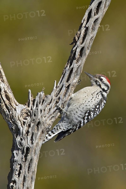Ladder-backed Woodpecker (Dryobates scalaris), New Mexico, USA