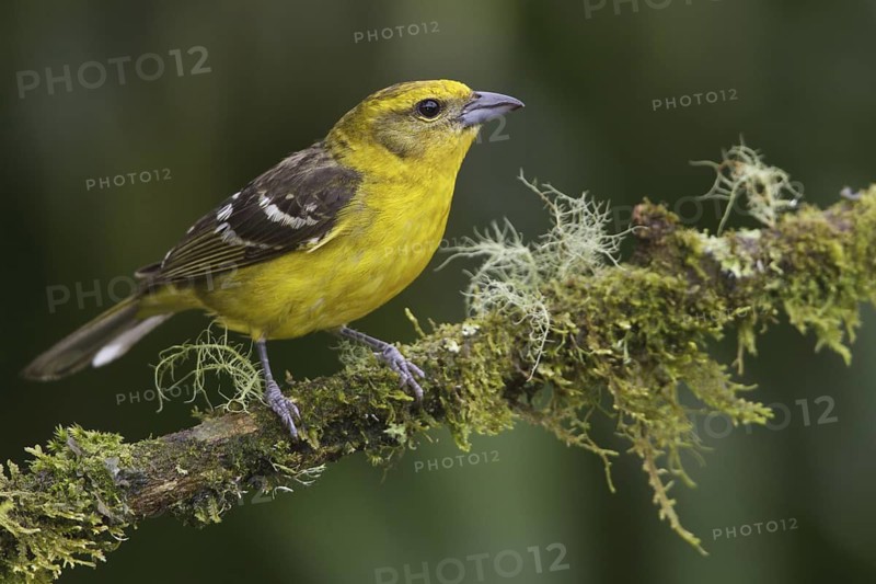 Flame-colored Tanager (Piranga bidentata) female, Costa Rica
