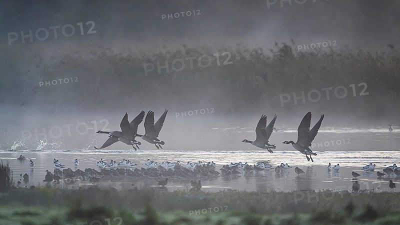 Canada Goose, Branta Canadensis, birds in flight over marshes, Devon, England, United Kingdom