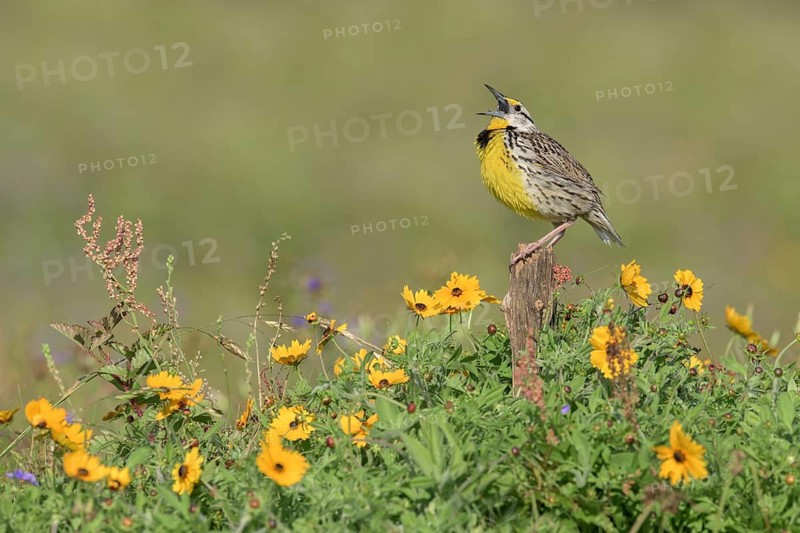 Eastern Meadowlark (Sturnella magna) male singing, Texas, USA