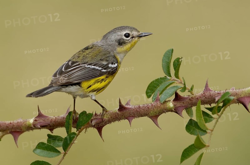 Magnolia Warbler (Setophaga magnolia), Texas, USA
