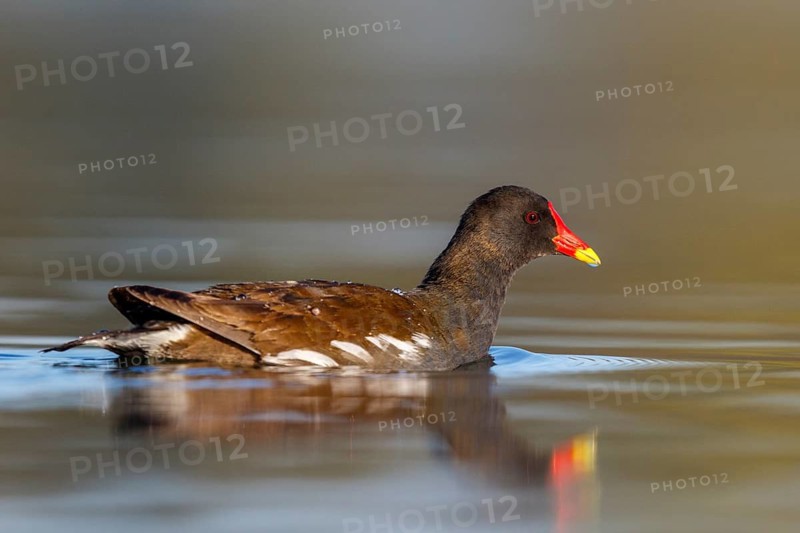 Common Moorhen (Gallinula chloropus), North Rhine-Westphalia, Germany